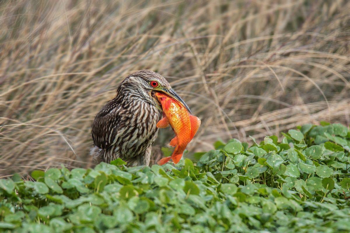 , Людмила Бекман