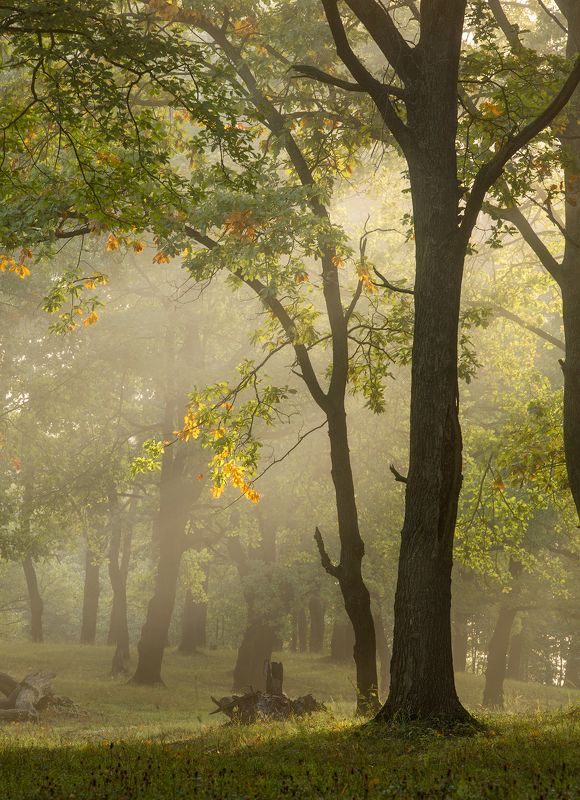 природа утро туман деревья Начало осени фото превью