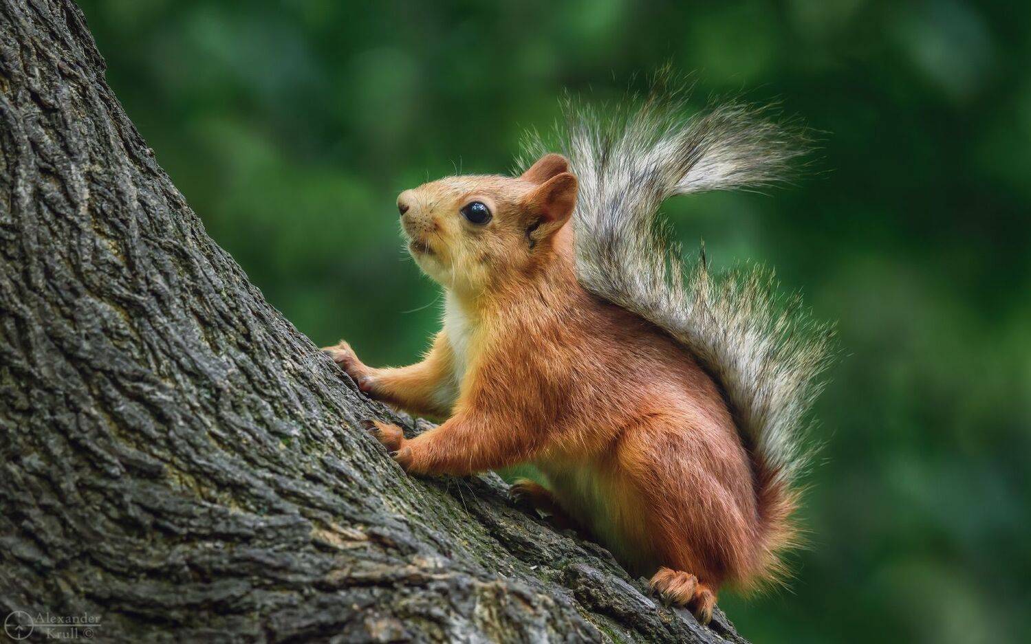 , Александр Круль