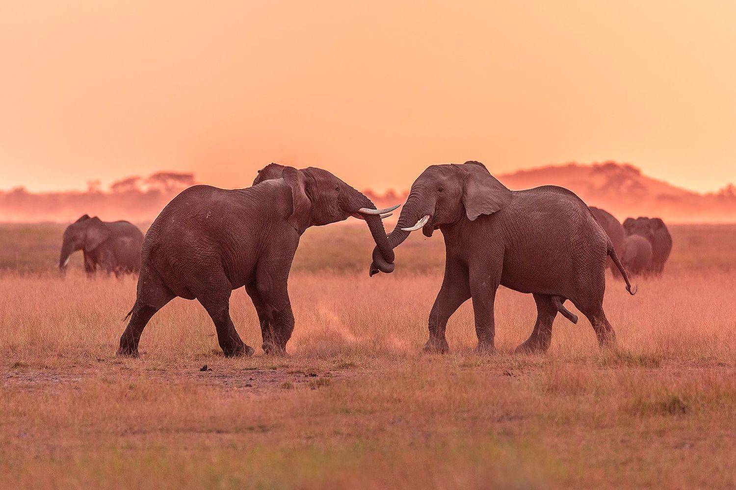 , Сергей Савви