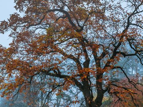 Полыхнувшая крона