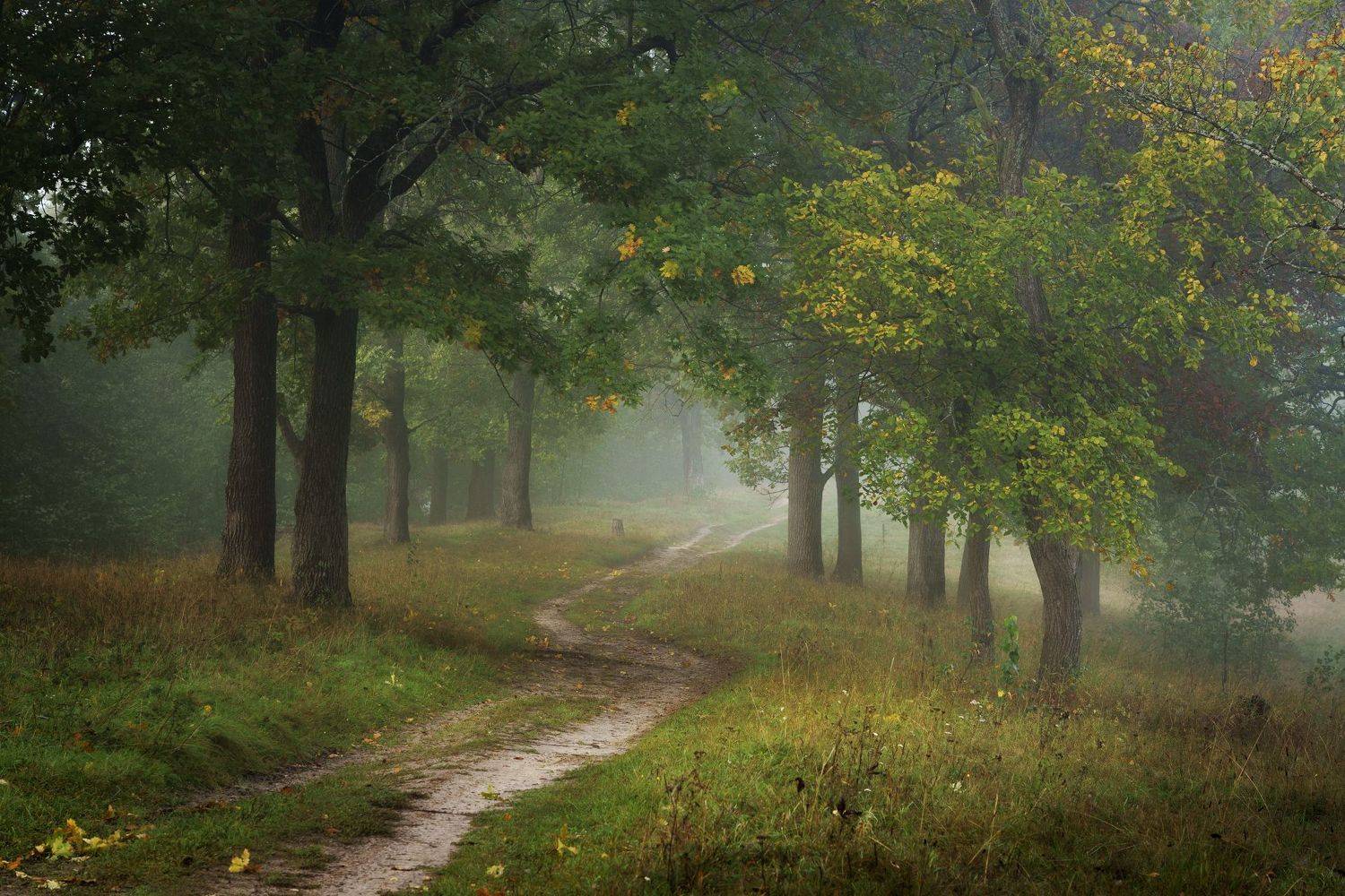 осень,лес,дорога, Григорий Бельцев