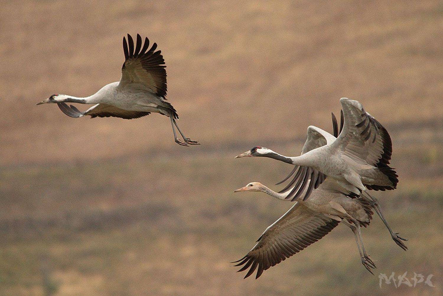 животные птицы серые журавли осень башкирия, Шангареев Марс