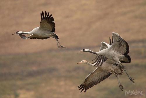 Серые журавли