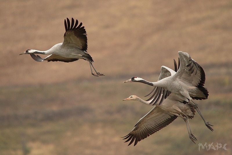 животные птицы серые журавли осень башкирия Серые журавли фото превью