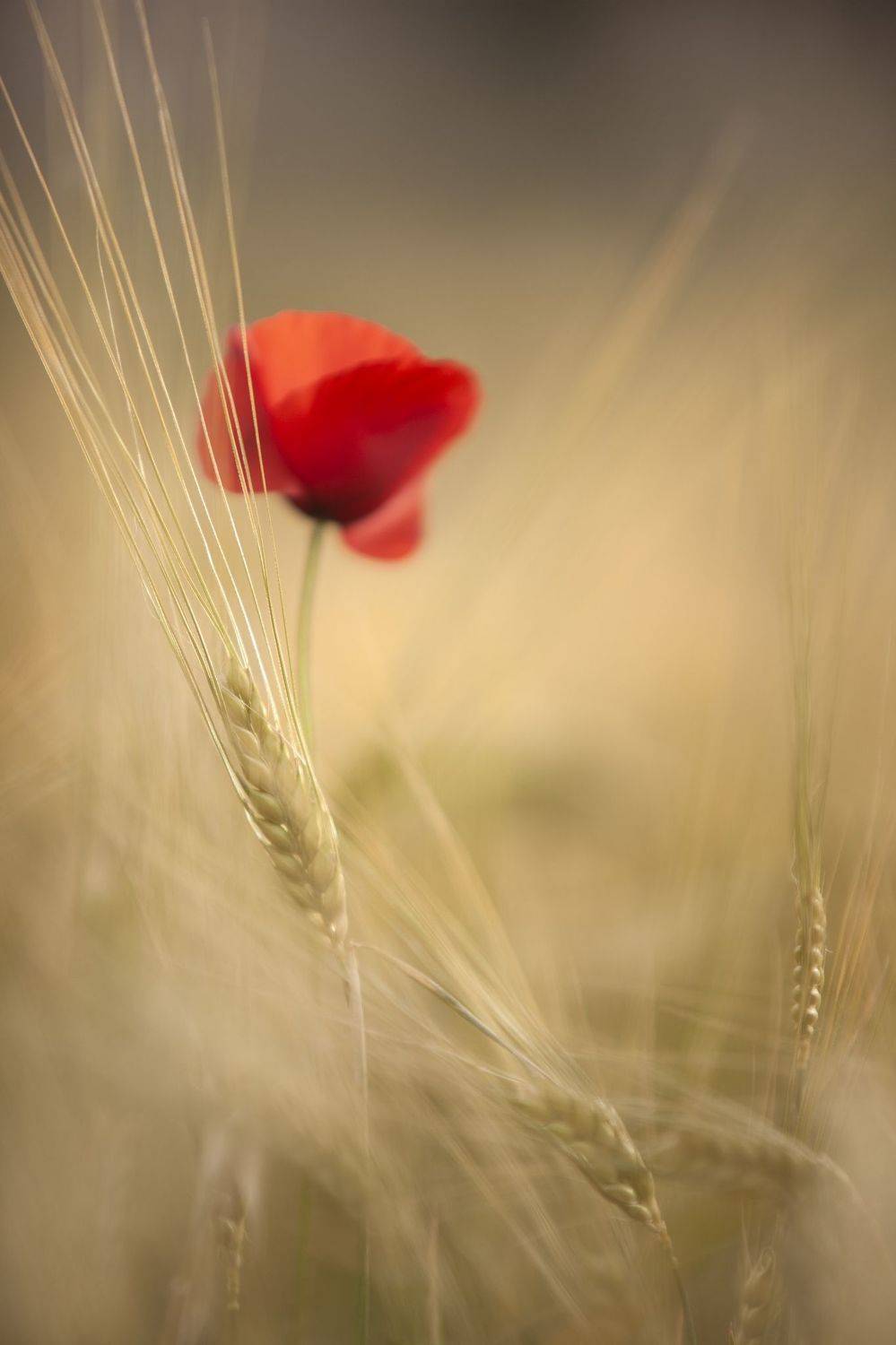 summer, poppies, wheat, nature, macro, field, macro, yellow, red, Eugenia Righi