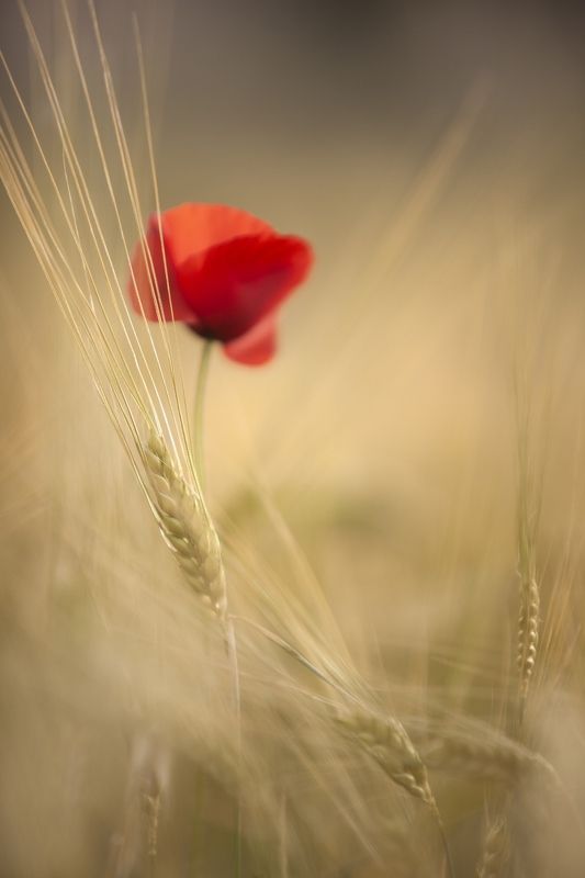summer, poppies, wheat, nature, macro, field, macro, yellow, red Summer фото превью