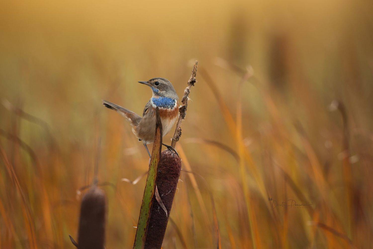 природа, лес, поля, огороды, животные, птицы, макро, Дмитрий Посевич