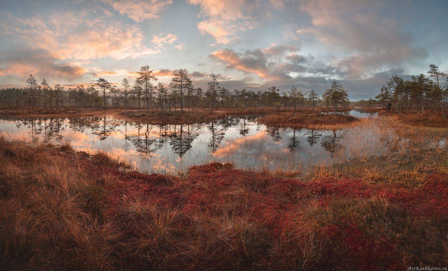 ленинградская область, ленобласть, болото, болотное озеро, мох, сосны, отражение, краски осени, Арсений Кашкаров