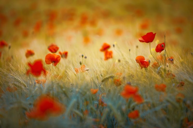 poppies, red, wheat, yellow, field, spring, summer, nature, sunset Poppies фото превью