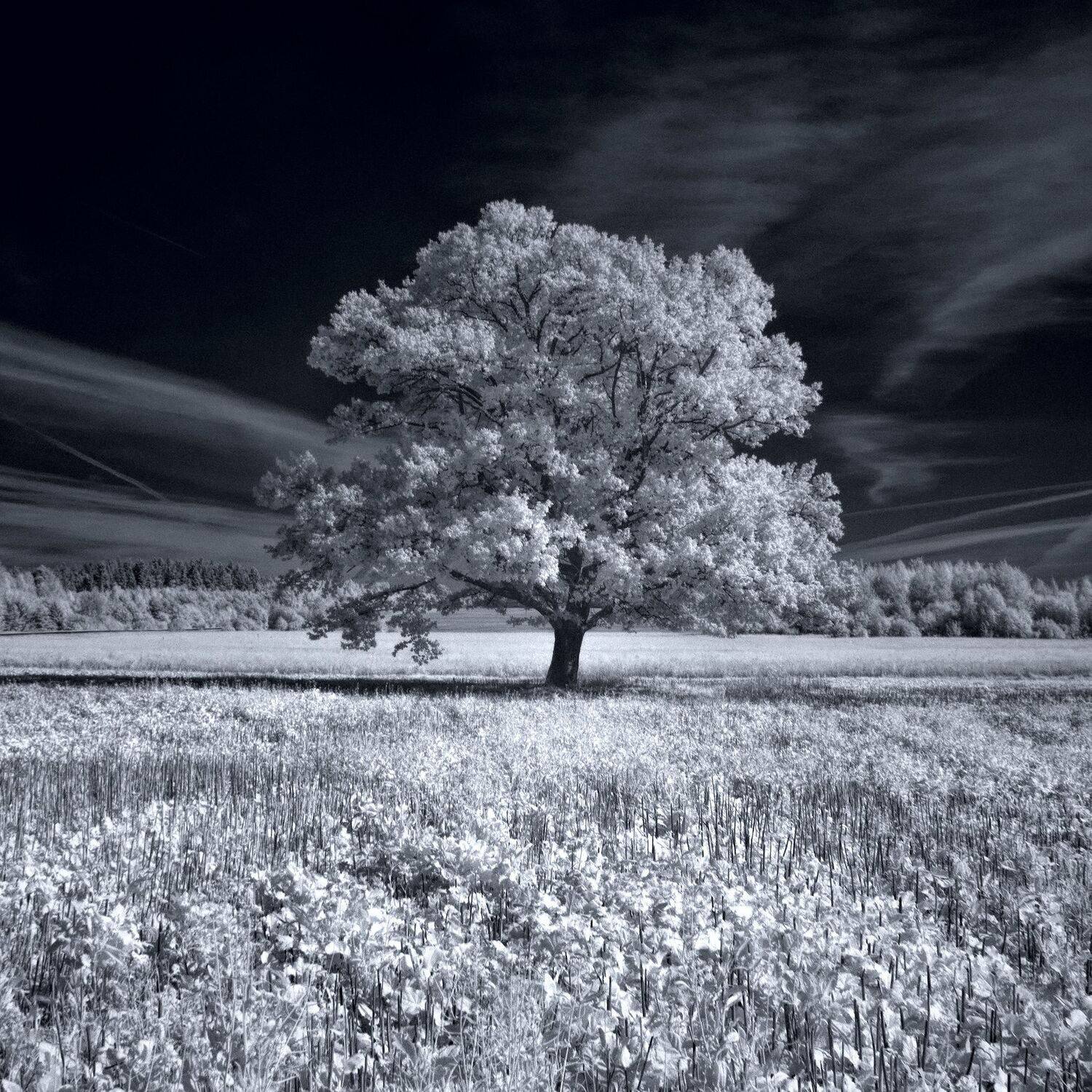 infrared,ик-фото,инфракрасное фото, инфракрасная фотография, пейзаж, осень, Sixten ( Сергей )