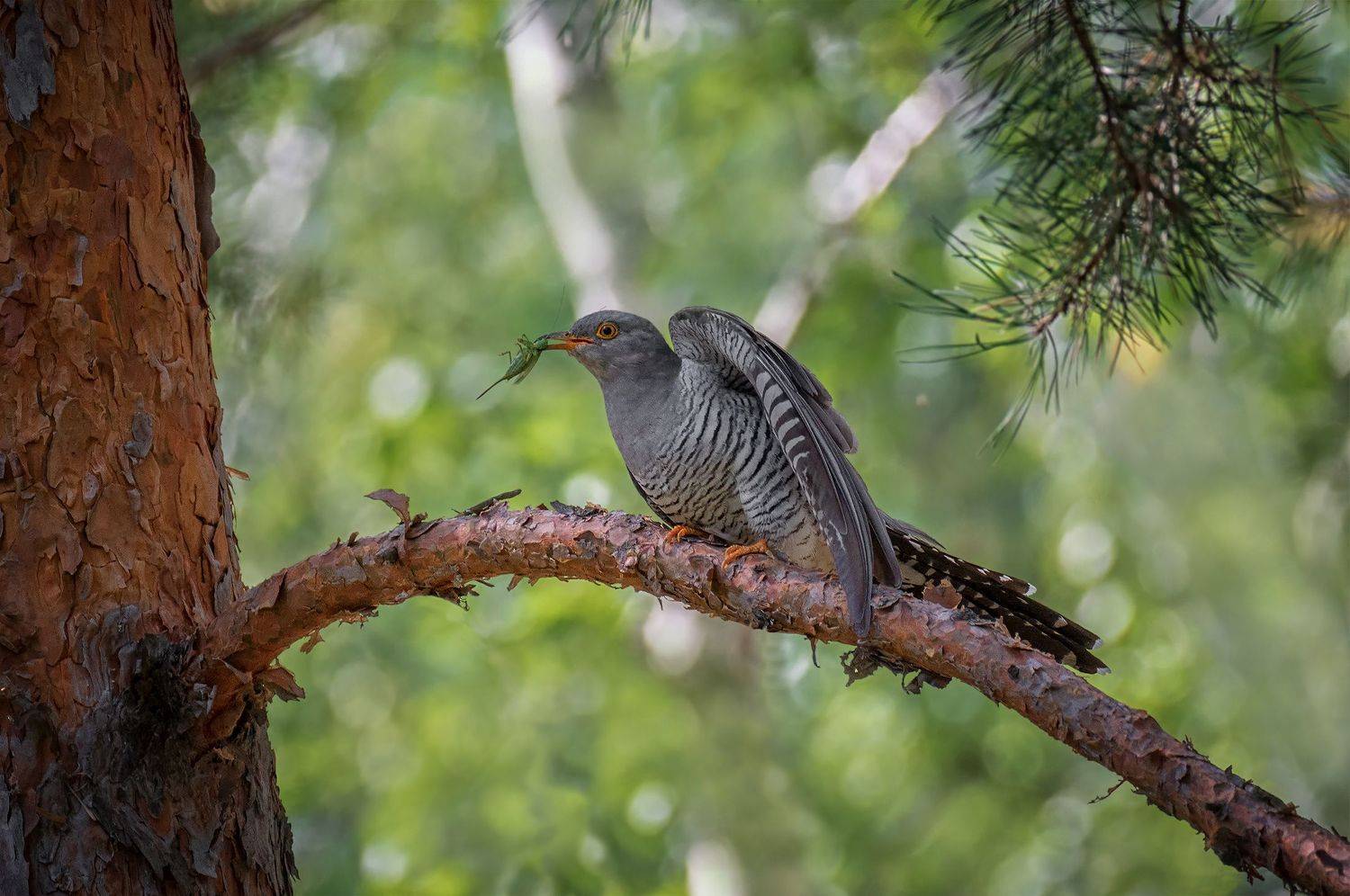птица, кукушка, самец, добыча,, Марина Мочалова