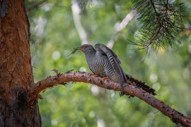 птица, кукушка, самец, добыча, Кукушка.. фото превью