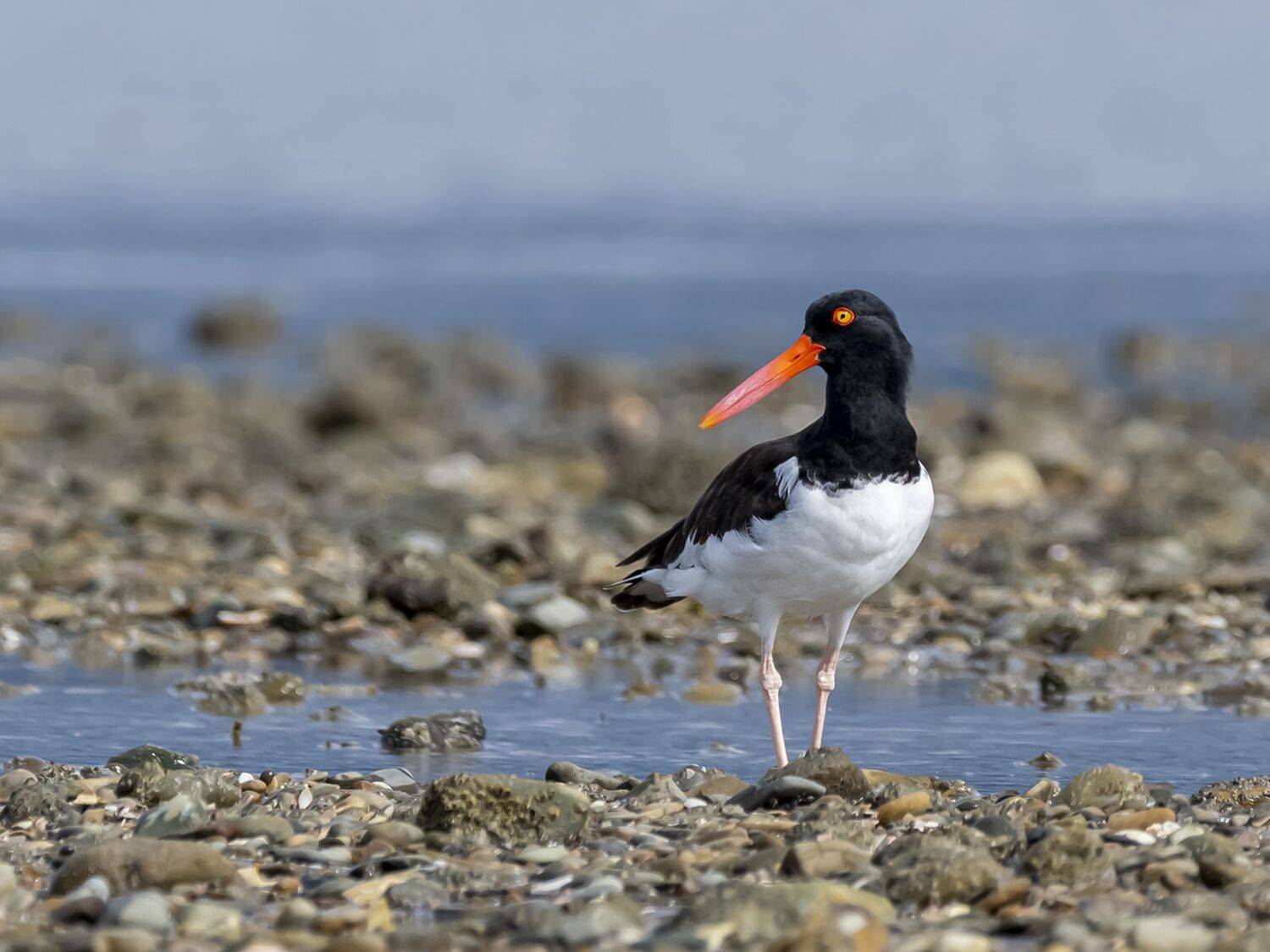 , Fernando Burgalin Sequeira