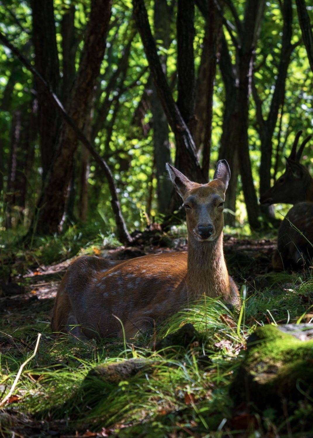 , Константин Костин