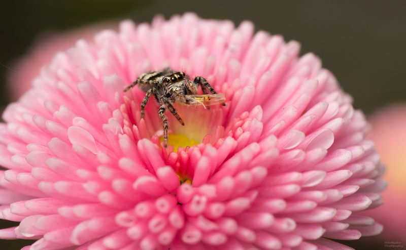 макро, природе, цветы, насекомые, паук, цикадка, маргаритка,macro, nature, flowers, insects, spider, leafhopper, daisy, Розовое кафе фото превью