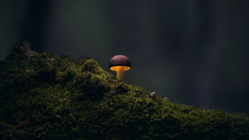 Гриб фото превью