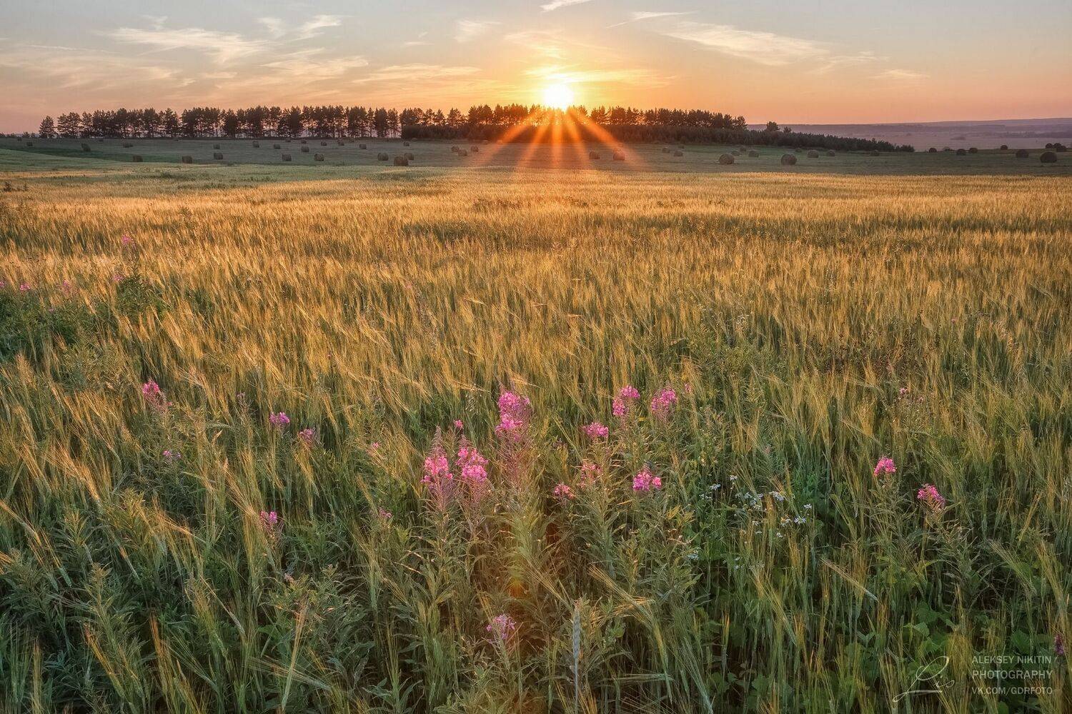 , Алексей Никитин