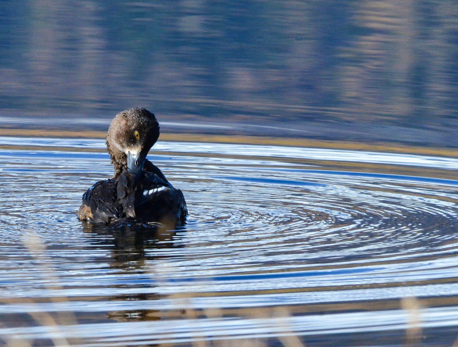 Утренний перекус, Ольга Лукахина