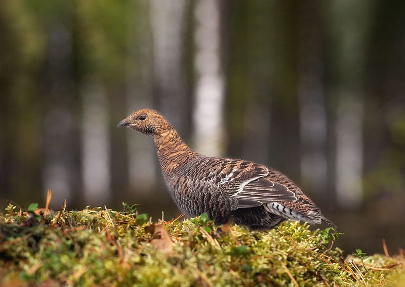 Осенняя фото превью