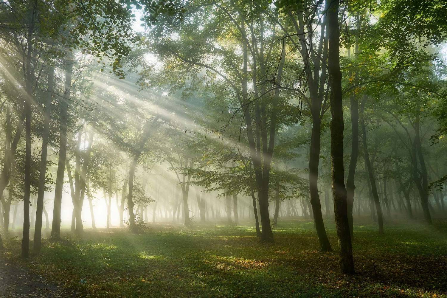 #nature, #туман, #лес, #oсень, #украина, #карпаты, #пейзаж, #закат, #туман, #солнце, #свет, #mountain range, #mountains, #туризм, #лес, #nature, #природа,, Леонид Морозов