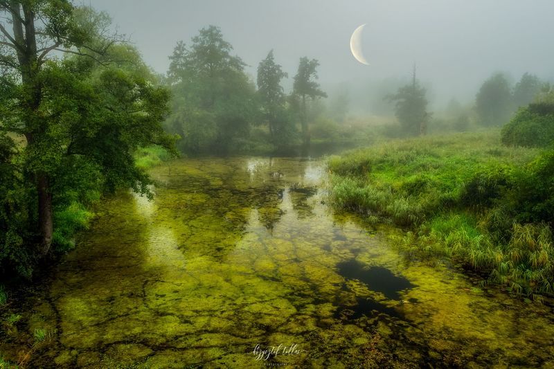 moon, river, fog, nature, sky, algae, trees, nikon, atmosphere, landscape, dawn The misty Gwda River фото превью