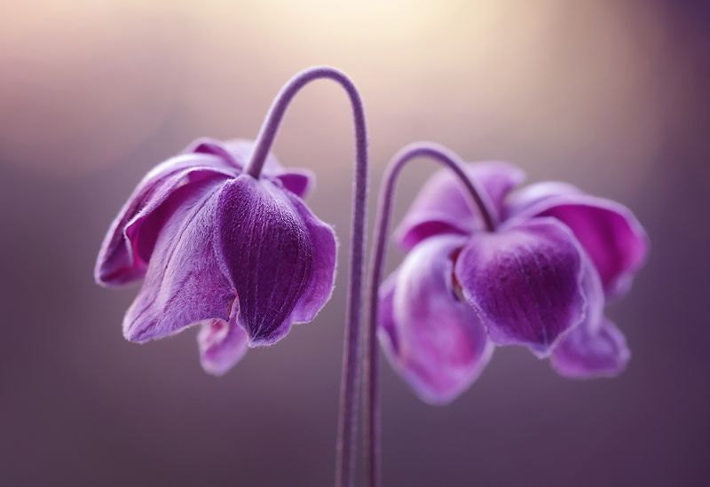Anemone фото превью