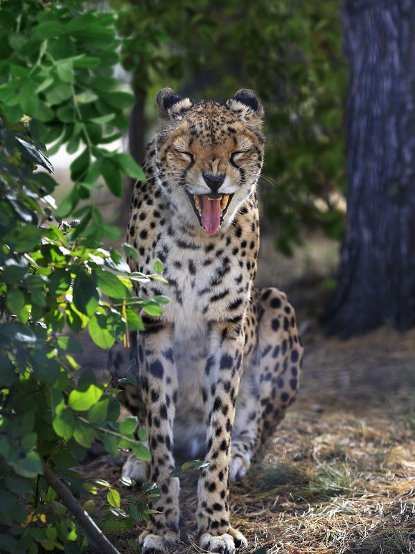 гепард Гепард фото превью