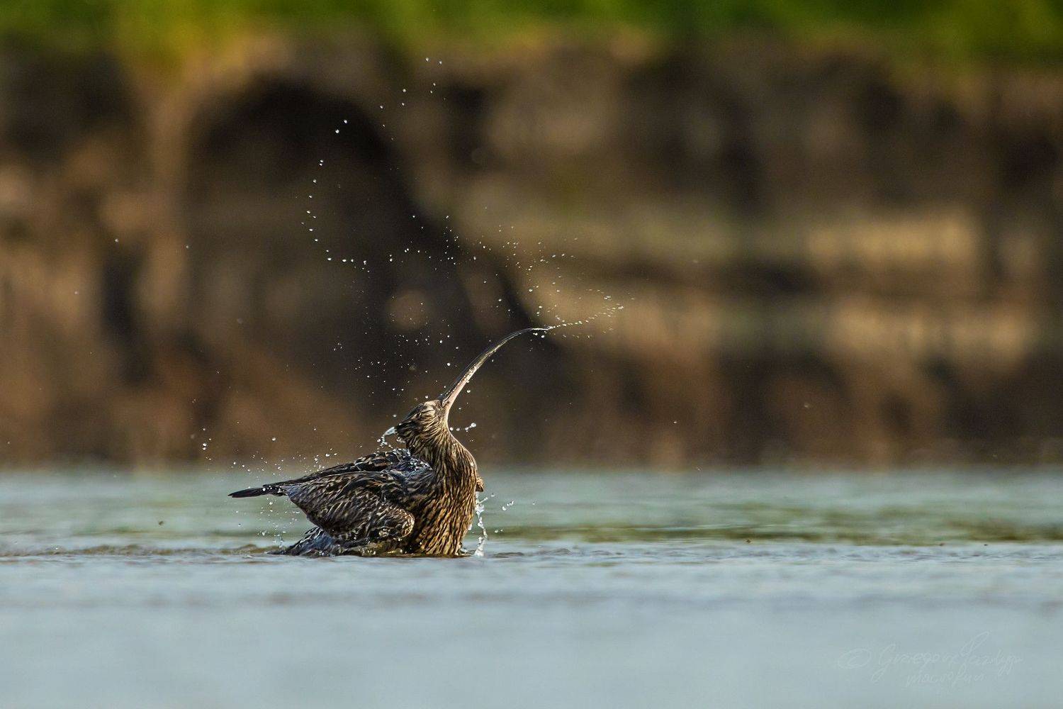 , Grzegorz macrofun Pazdyga