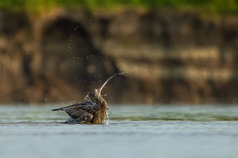 Numenius arquata фото превью