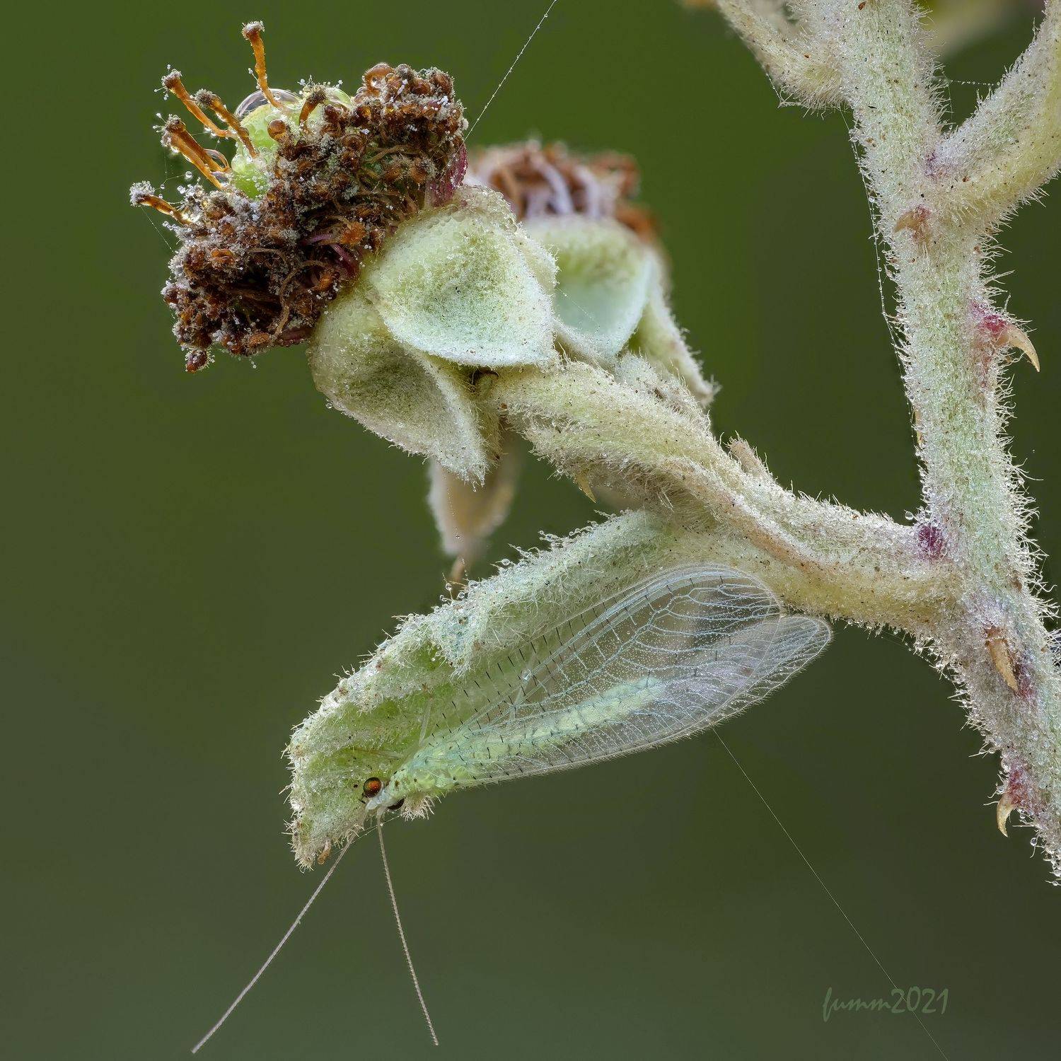 , Игорь ФУММ