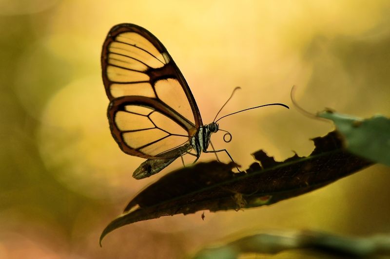 denis moura, mogi das cruzes, brasil Borboleta фото превью
