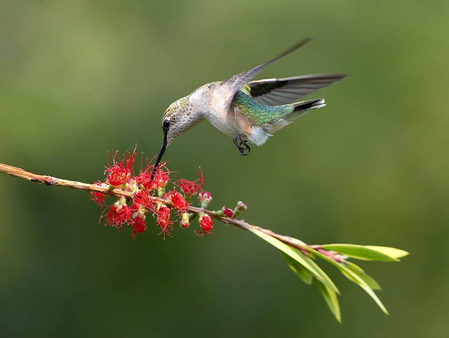 колибри,ruby-throated hummingbird, hummingbird, Elizabeth Etkind