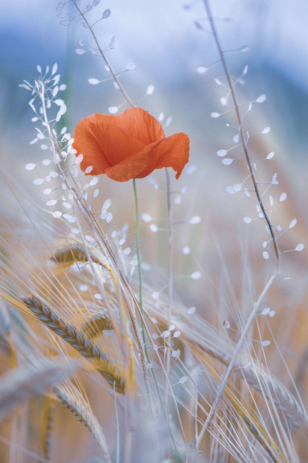 spring. poppies, wheat, nature, macro, flowers, plants, red, blue, white, Eugenia Righi