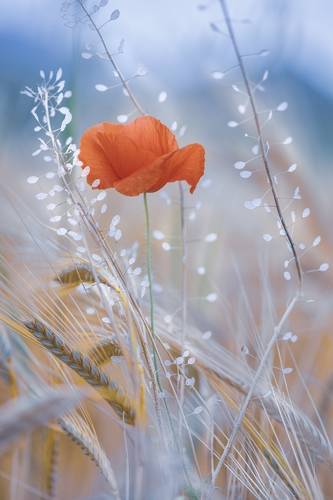Taste of spring