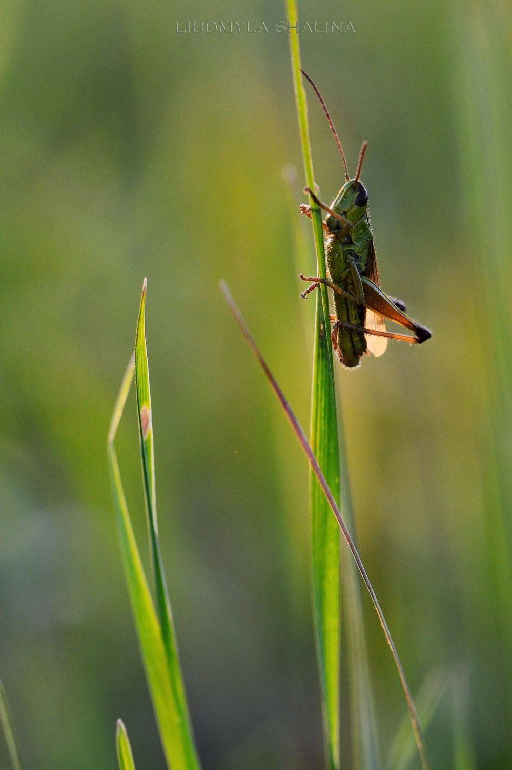 , Людмила Шалина