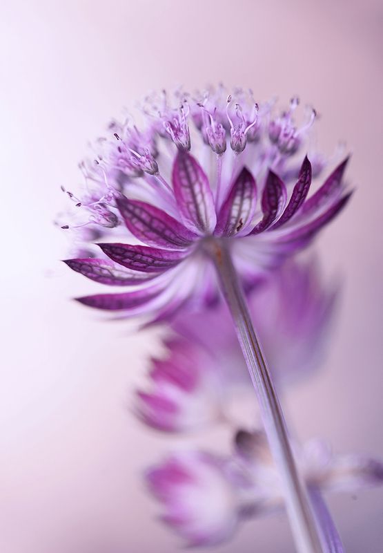 Star of Fire фото превью