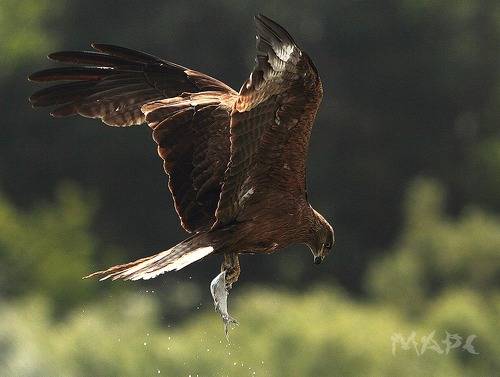 Коршун с добычей.