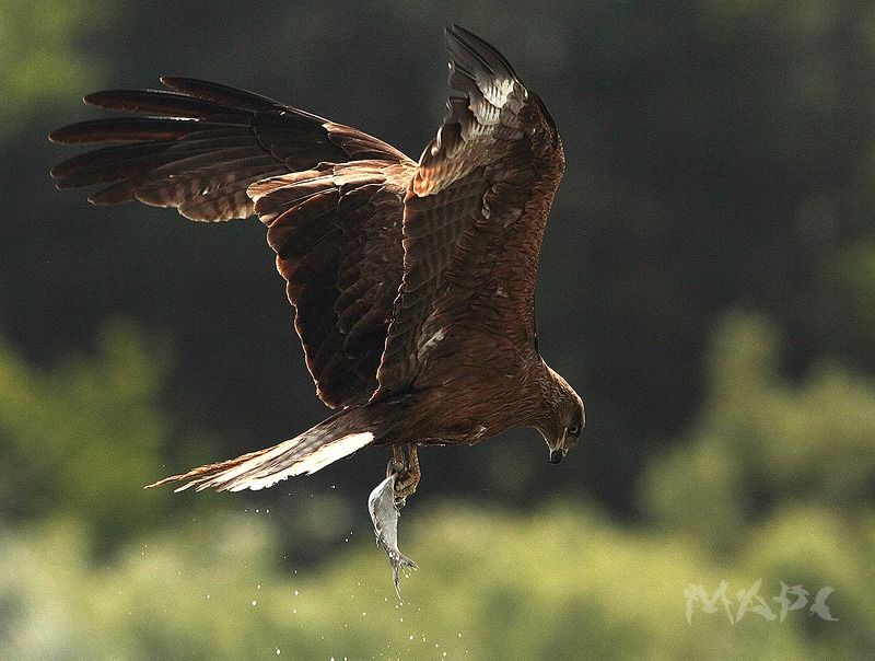 животные птицы коршун башкирия Коршун с добычей. фото превью