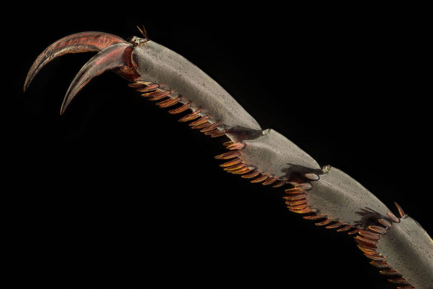 ceclii, nikon d5600,macro,lomo3.7, Tsvetan Ganev