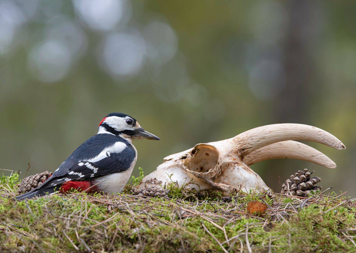 птицы,природа, осень, Андрей Киселёв