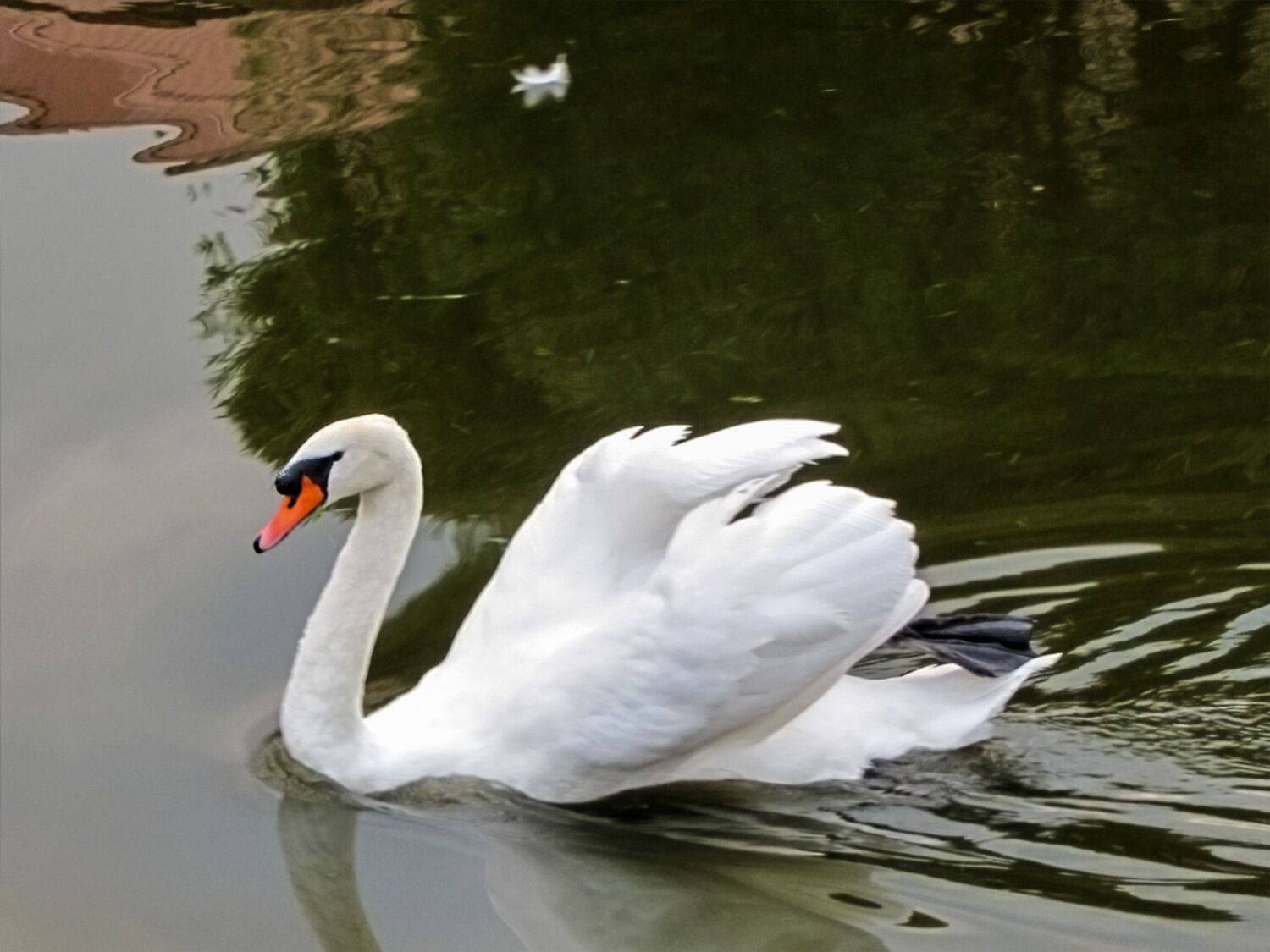 aquatic animal themes,wildlife,animal swimming,wavy,no people,nature water,birds high,outdoor view,duck,Nature,Water,Animal Wildlife,Bird,Animals In The Wild,Outdoors,Lake,Photography,Swan,Swimming,Animal,Water Birds,Day,Reflection, DZINTRA REGINA JANSONE