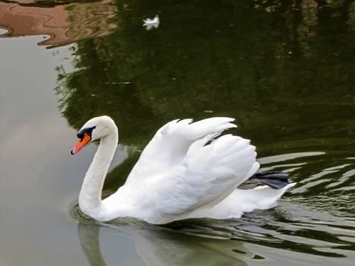 WHITE swans in the blue pond water - a bird, animals in the wild