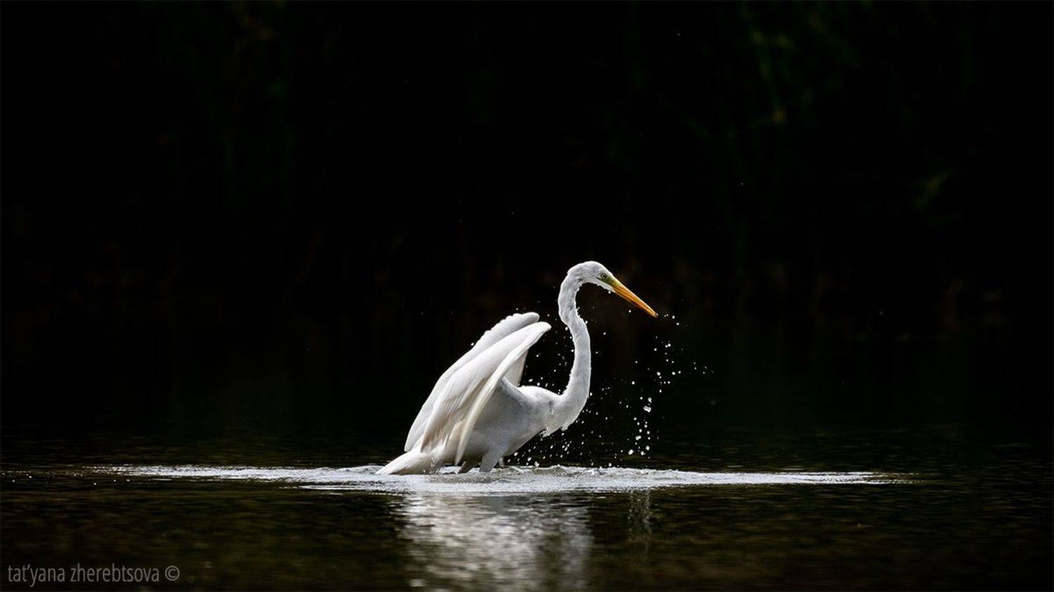 , Татьяна Жеребцова