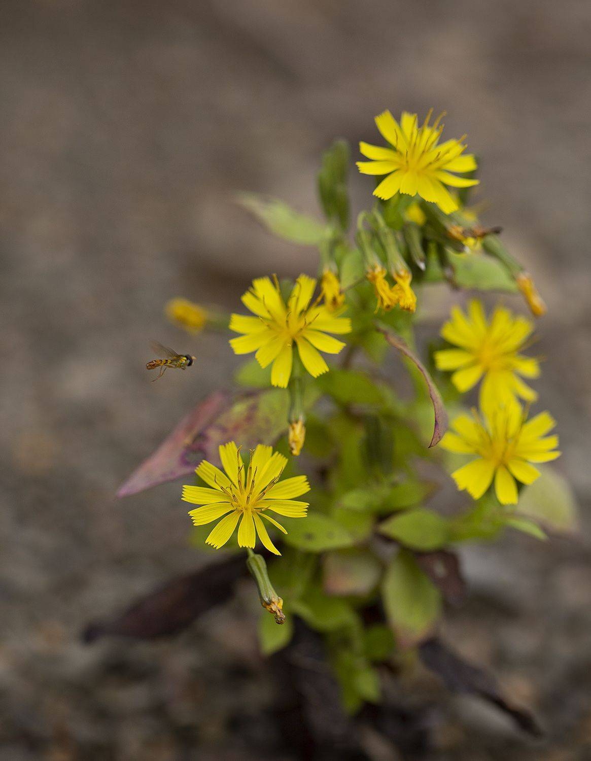 муха журчалка сентябрь цветы, Евгений Слободской