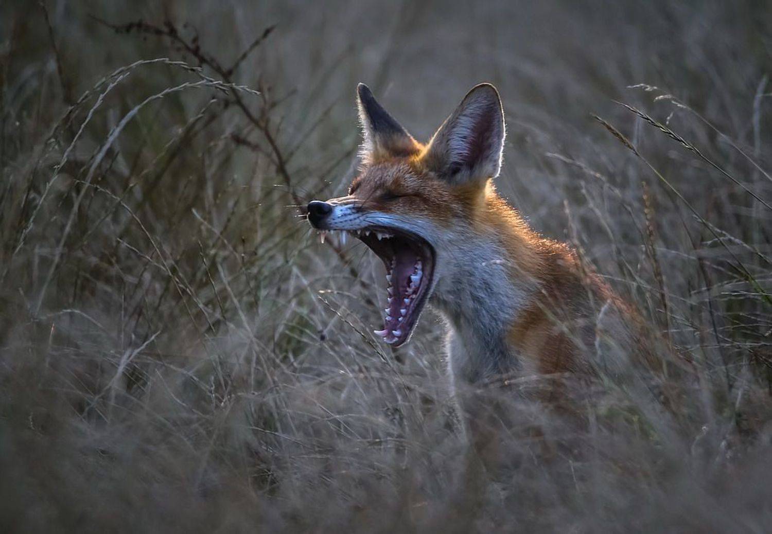 , Вячеслав Мищенко