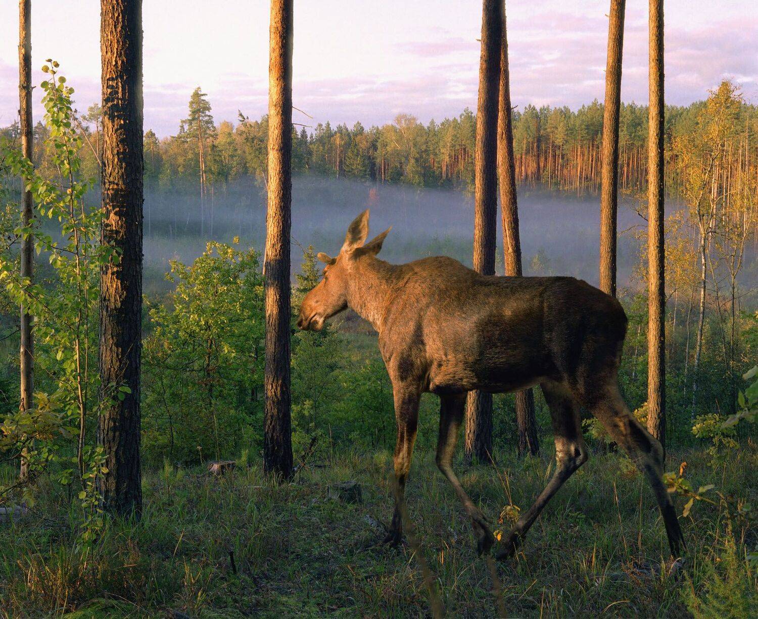 лось, туман, утро, Юрий Андреев