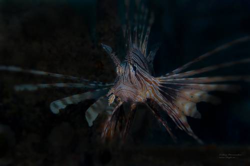 Подводный павлин