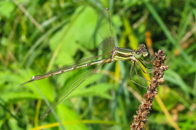 Стрекоза-стрелка фото превью