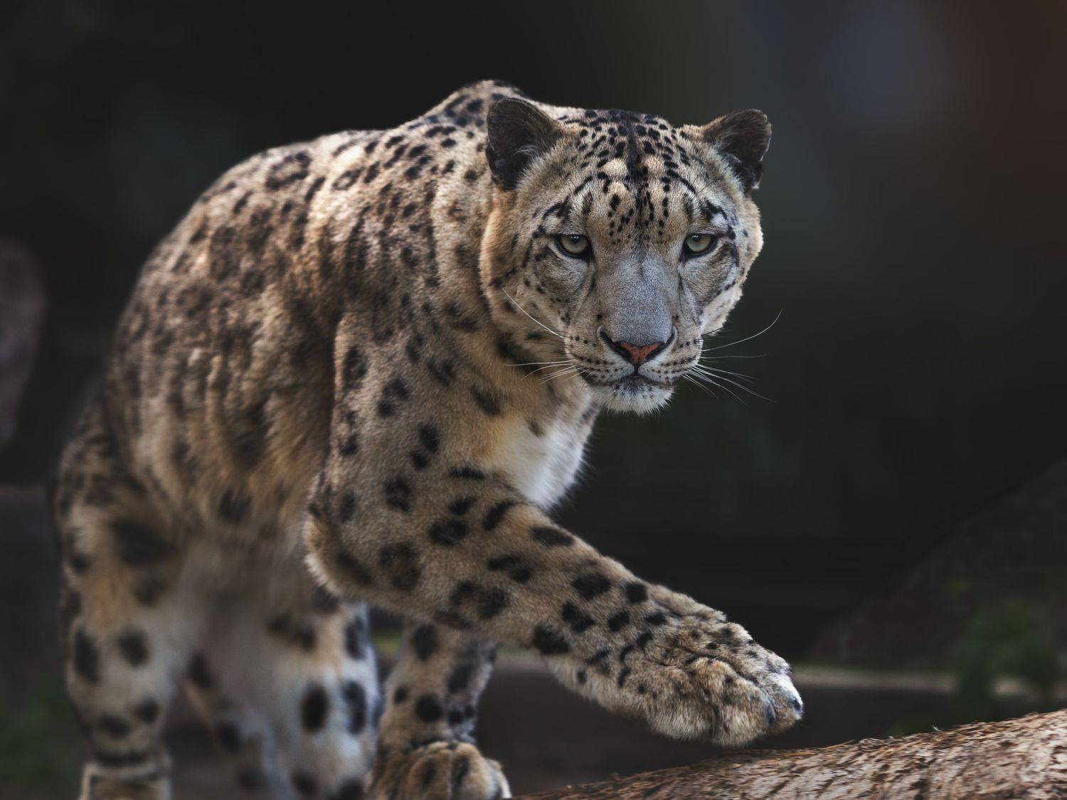 снежный барс, Олег Богданов